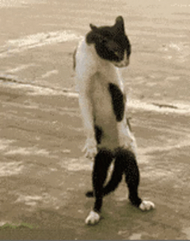 a black and white cat standing on its back legs