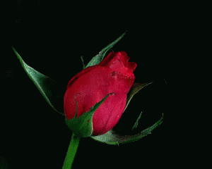 a purple flower is blooming against a dark background