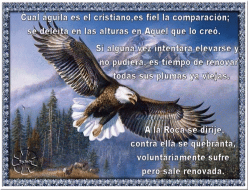 a framed bird with a spanish text in the background