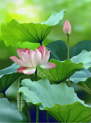 purple water lilies are on the top of green leaves