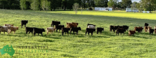 there is a lot of cows grazing in the pasture