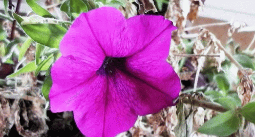 purple flower in the center of plants with leaves and green