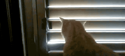 a cat looks out a window through blinds
