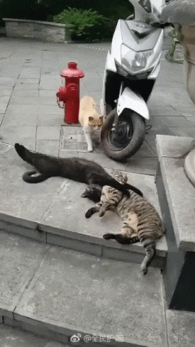 two cats lying on the ground by a moped and fire hydrant