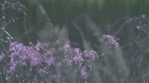 a blurry image of flowers in the grass