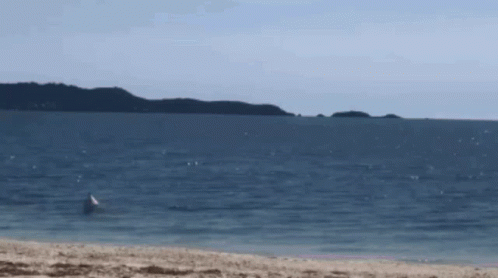 the bird is flying over the water at the beach