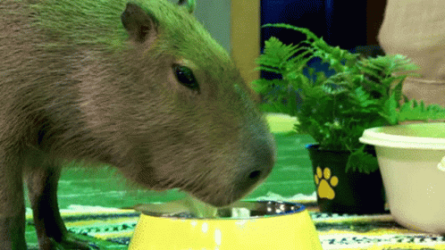 the capybara eats out of its dish with her paws