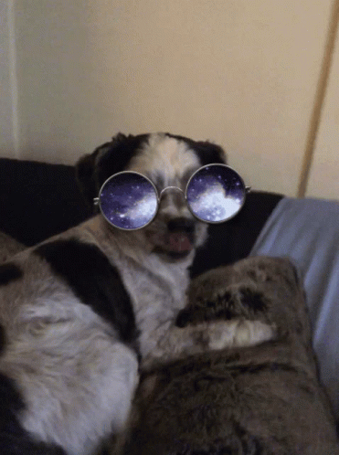 a dog sitting on top of a couch wearing sun glasses