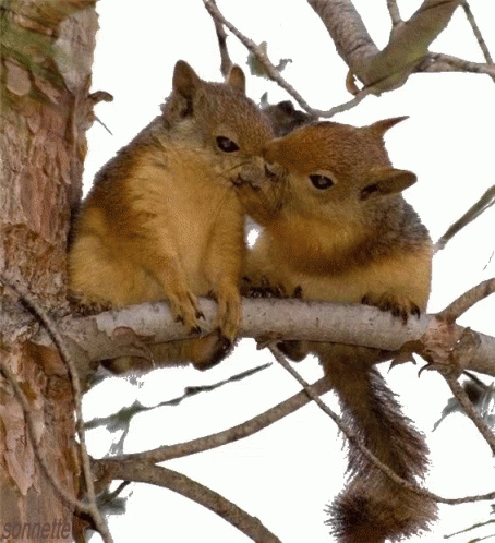 two young grey squirrels sitting on the nch of a tree