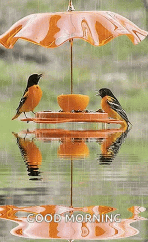two birds sitting on an upside down tray under an umbrella