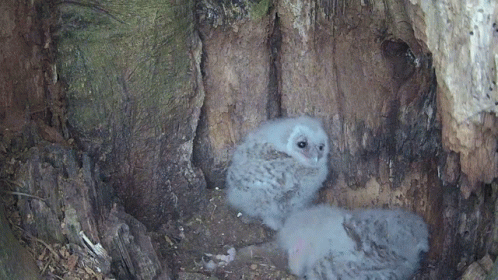 two owls laying down in the shade of a tree
