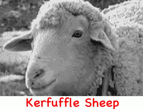 sheep with the words kerfuffle sheep is in blue letters