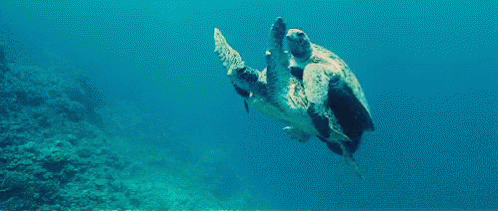 a turtle swimming above water with a fish in the foreground