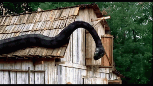 a close up of a brown snake on top of a house