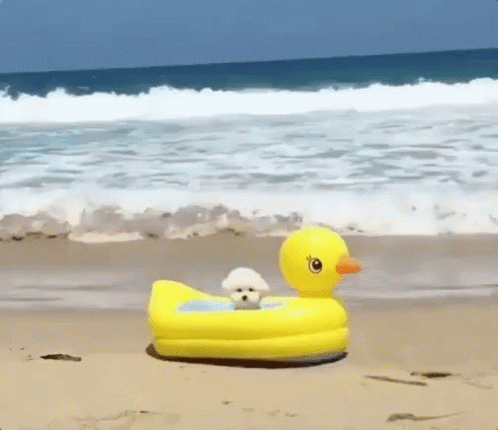 an animal that is in a inflatable toy in the beach