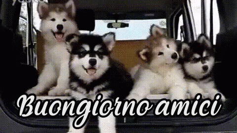 three dogs sitting in a car with the words bologna amiie written on it