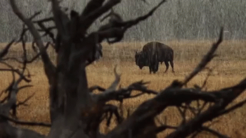 a lone bison standing in the middle of a field in the rain