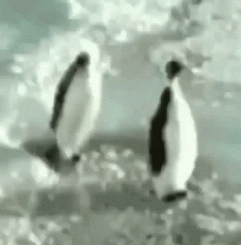 two black and white penguins walking into the water