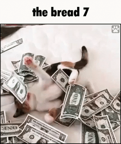 a penguin is laying on the sheets of money