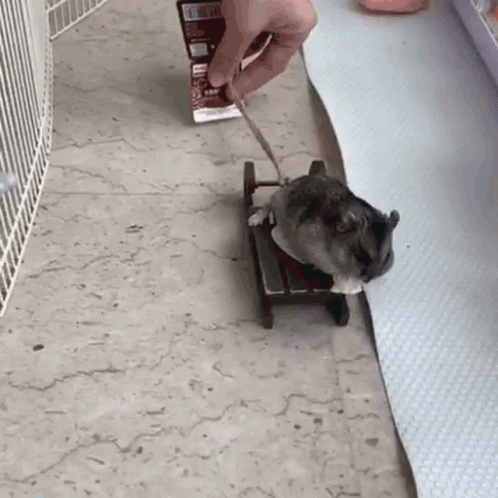 a mouse is sitting on a cart that is holding soing