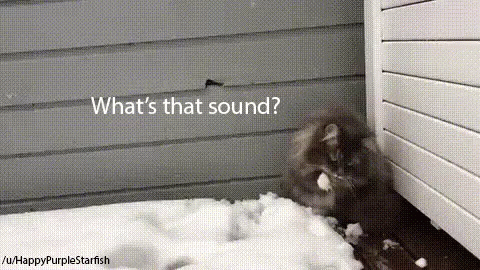 a cat outside with snow next to it that says what's that sound