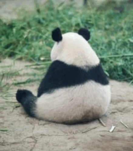 panda bear sitting on the ground with grass behind it