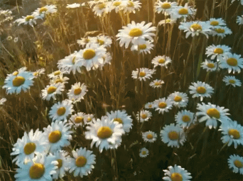 a field full of green grass with yellow and white flowers