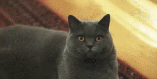 a black cat staring up with a very surprised look