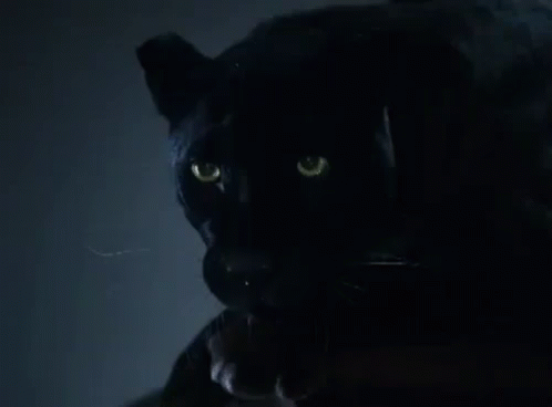 a black cat is glowing in the dark