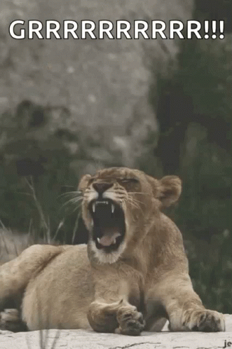 a roaring lion with open mouth and teeth on the ground
