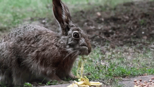 an adult gray rabbit eating a plastic bag