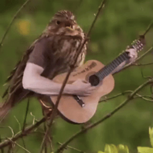 a bird that is sitting on a tree with a guitar