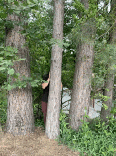 a bear that is in the forest hiding behind some trees