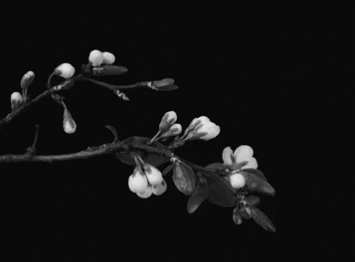a nch with white and black flowers against a black background
