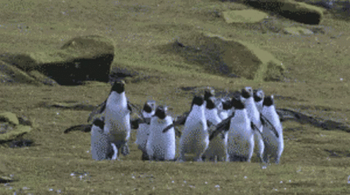 a flock of penguins walk along the sand