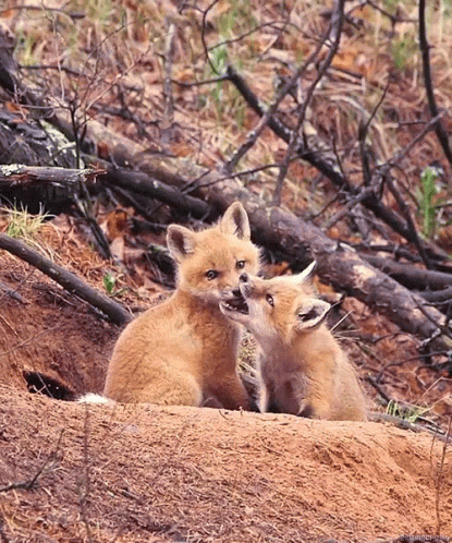 two baby foxes stand next to each other on the hillside