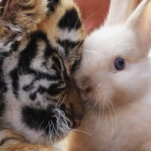 the bunny and tiger are touching each other