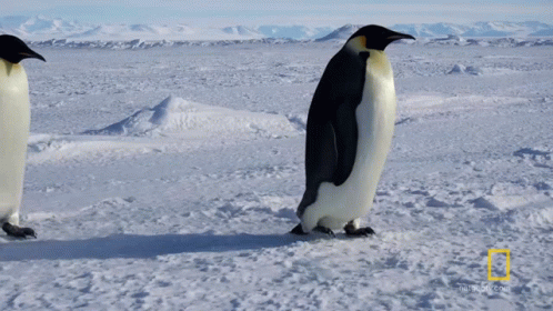 two penguins standing in the snow on a beach