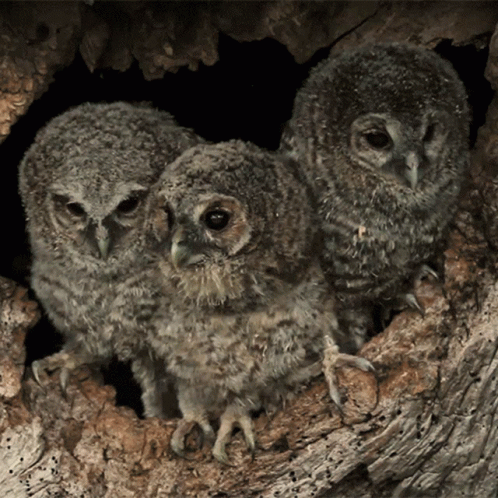 two adult owls and two young owls sitting together in a hollow