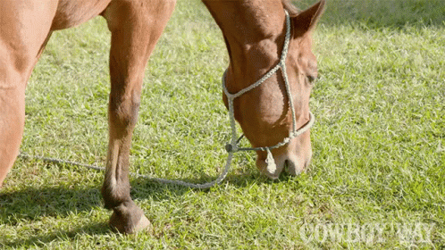 a horse wearing a bridle with a halter on grazing