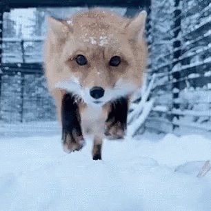 a wolf with a snowy tail walking through a warehouse area