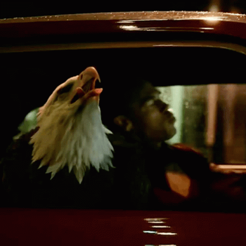 an image of a bald eagle hanging out the window of a car