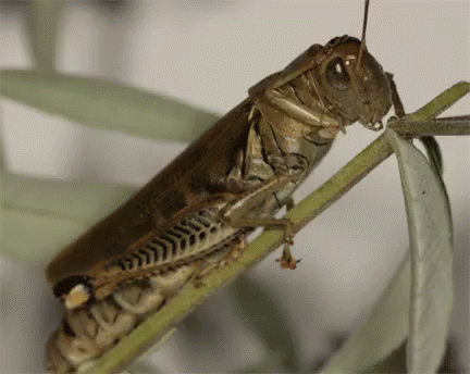 a large praying mantisca hanging from a stem