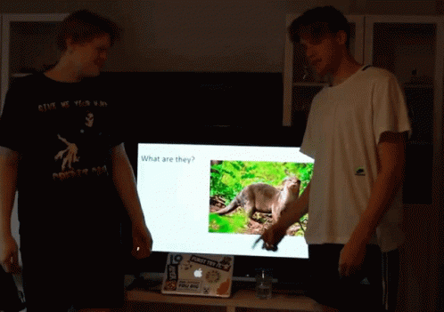 two guys are looking at a video that contains a koala