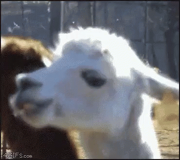 an alpaca sticking its tongue out and someone else standing beside it
