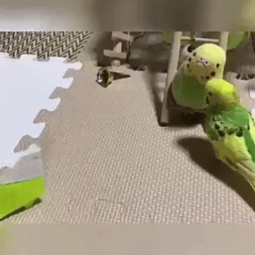 an animated image of a toy parrot with wheels on it's back