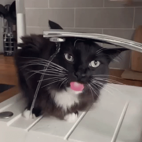 black cat looks curious as it takes a drink