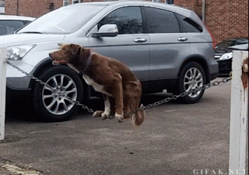a dog tied up to a parking meter in front of a car