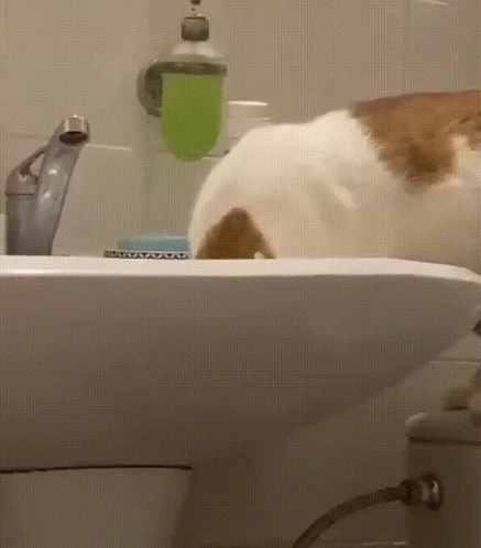 a cat is laying in a bathroom sink