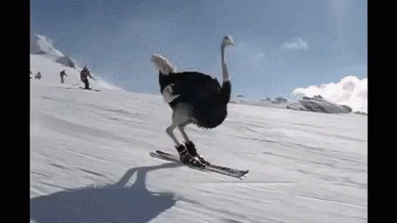 an ostrich on skis about to fall off the ground